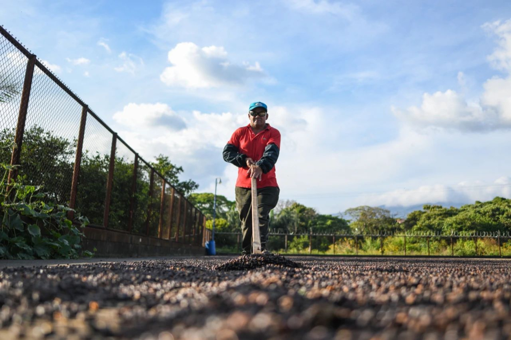 A Complete Guide to Costa Rica Honey Processed Coffee Beans: Differences and Flavor Profiles of Black Honey, Red Honey, Yellow Honey, and White Honey