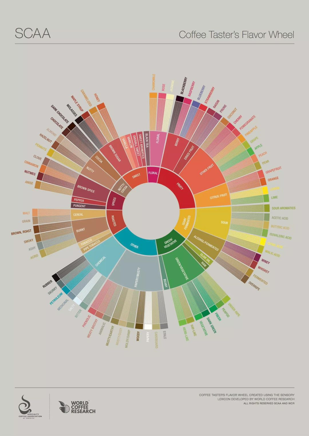A Comprehensive Guide to the Specialty Coffee Flavor Wheel: From Fermentation Aromas to Roast Defect Scoring Standards