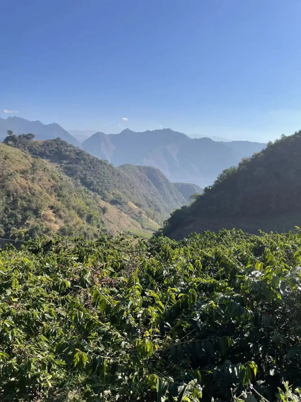 In-depth Analysis of Yunnan Small Bean Coffee: Catimor Variety, Regional Characteristics, and Pour Over Recommendations