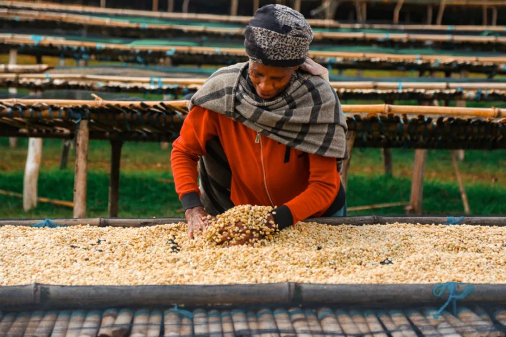 A Comprehensive Guide to Ethiopian Yirgacheffe Coffee Beans: Unveiling Origin, Processing Methods, and Pour Over Parameters