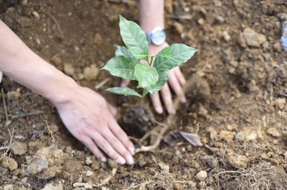 How Did Yunnan Geisha Coffee Come About? An Analysis of Variety Evolution, Flavor Differences, and Key Cultivation Factors