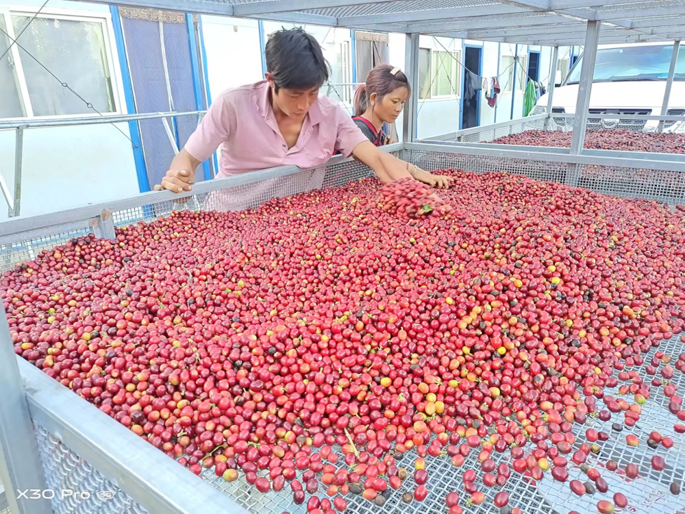 Yunnan Coffee Pour Over Guide: Sun-Dried Typica & Washed Bean Parameters and Flavor Analysis