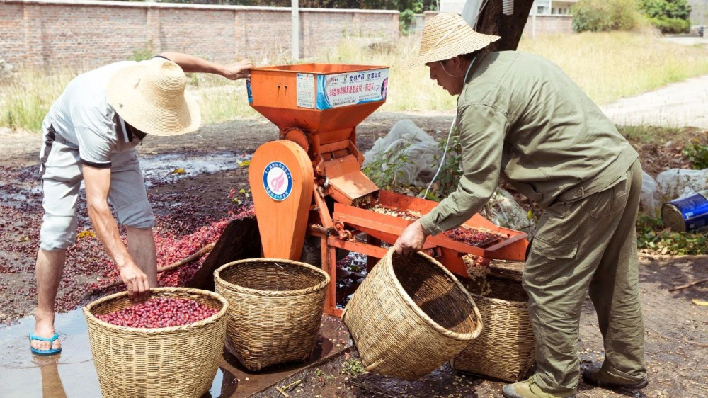 Yunnan Coffee Pour Over Guide: Sun-Dried Typica & Washed Bean Parameters and Flavor Analysis