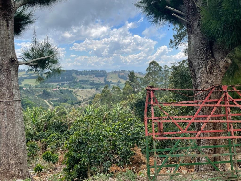 Tracing the Origins of Coffee Varieties at Colombia's Misty Estate: A Flavor Journey with Sudan Rume and Geisha
