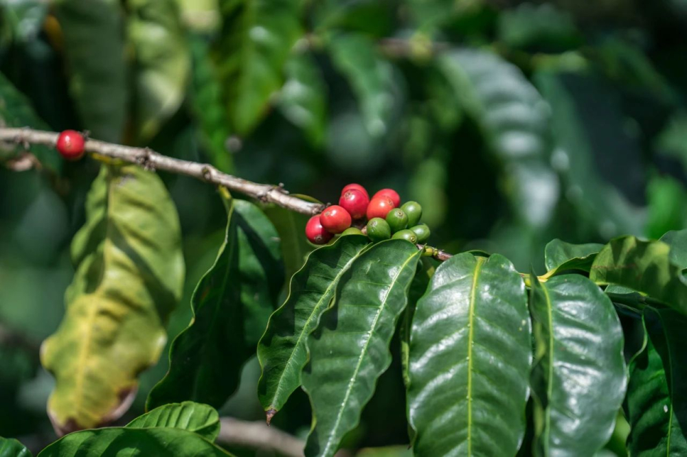 Analysis of the Yunnan Typica Coffee Variety: Flavor, Characteristics, and Brewing Recommendations for Sun-Dried Beans