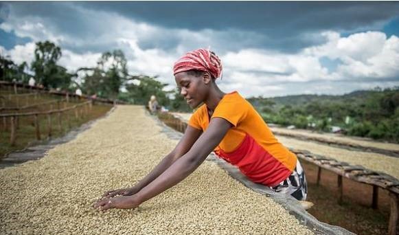 A Complete Guide to Indonesian Wet-Hulled Coffee: The Key to Mandheling Flavor Formation and Brewing Techniques