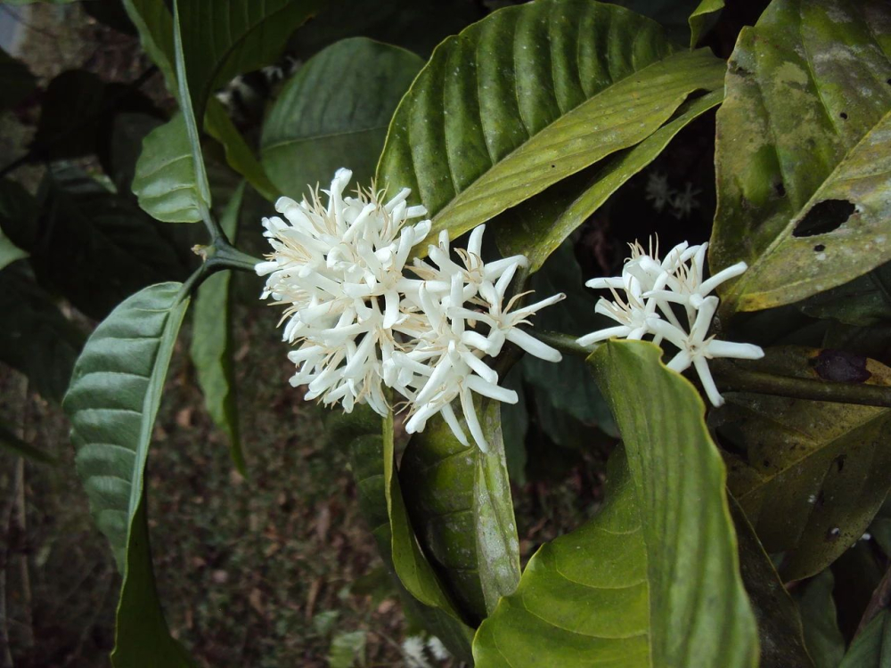 A Comprehensive Guide to Robusta Coffee: From Growing Altitude to Flavor Characteristics and Blending Applications