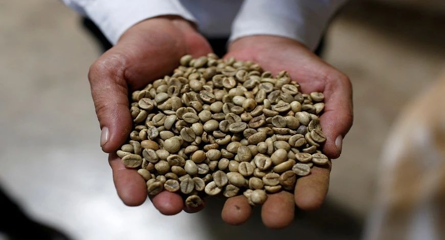 A Comprehensive Guide to Robusta Coffee: From Growing Altitude to Flavor Characteristics and Blending Applications