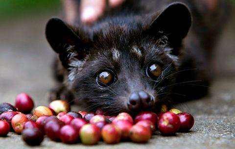 Flavor Analysis and Origin Introduction of Civet Coffee | Price and Brewing Parameters of Kopi Luwak Beans