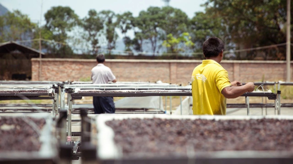 Analysis of the Differences Between Washed and Natural Coffee Beans: A Comprehensive Guide to Flavor, Processing, and Roasting — from Blue Mountain to Geisha