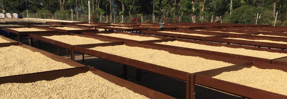 A Comprehensive Comparison of Yirgacheffe Washed and Natural Process: From Processing to Brewing, All in One Go