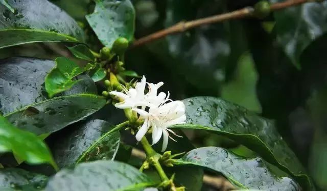 Flavor Profile and Pour Over Brewing Guide for Guatemala Antigua Fleur Coffee Beans