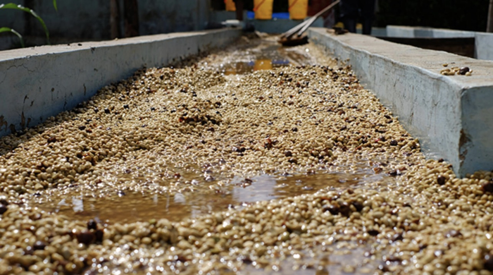 A Complete Guide to Sumatra Mandheling Wet-Hulled Processing: Herbal Aromas and the Key to Processing