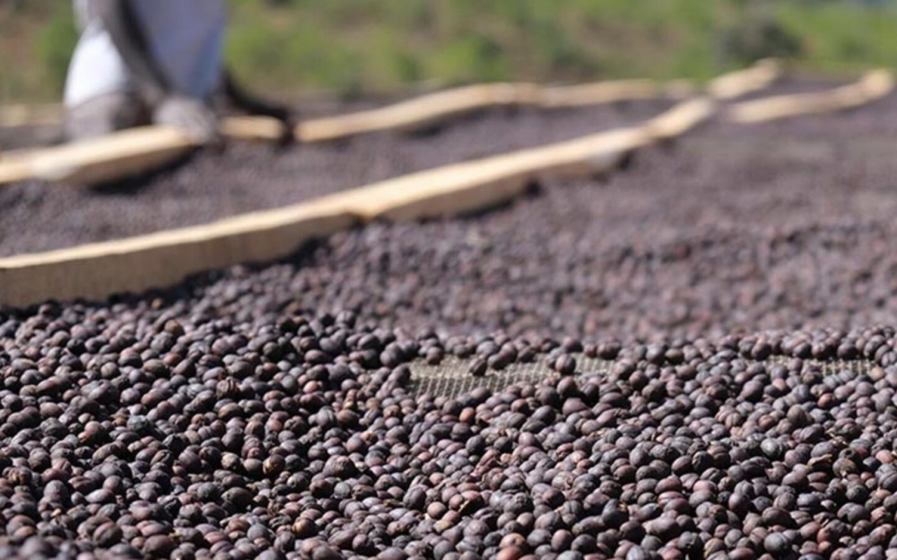 A Complete Guide to Sumatra Mandheling Wet-Hulled Processing: Herbal Aromas and the Key to Processing