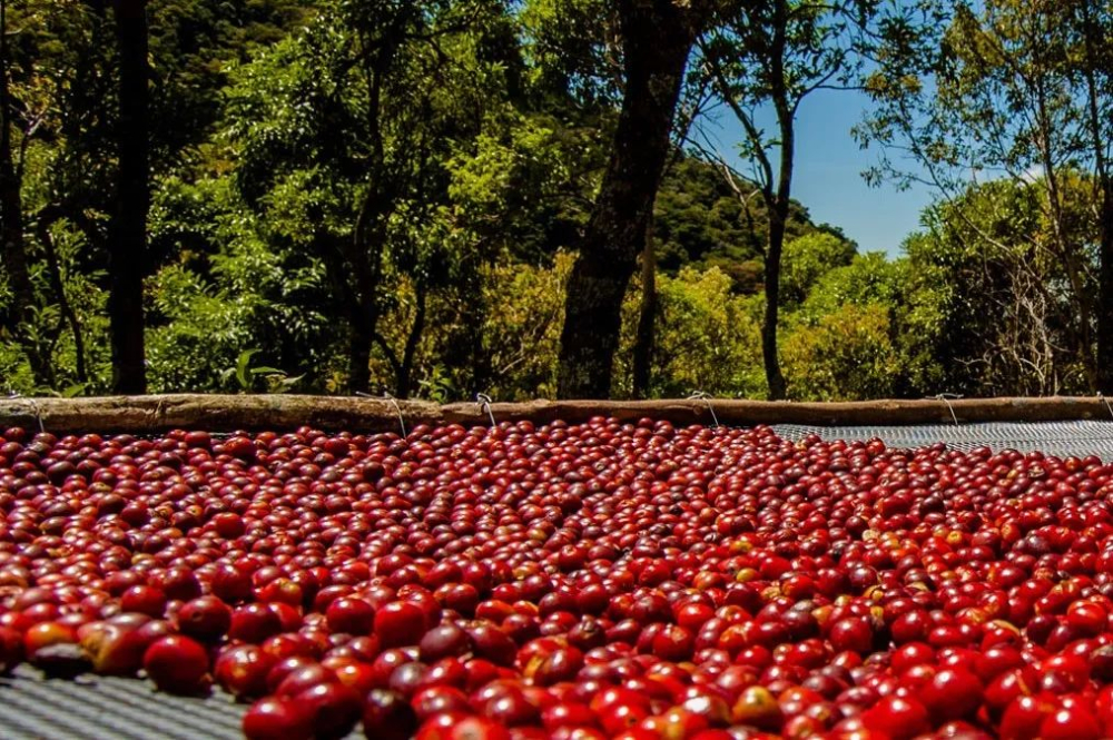 A Comprehensive Guide to Panamanian Geisha Coffee: From the Rare Variety to Auction-Grade Flavor and Pour Over Parameters