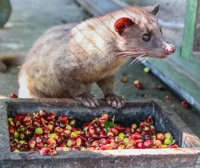 Complete Guide to Pour Over Civet Coffee: Filter Choice, Three-Stage Pouring, and Unique Flavor Analysis