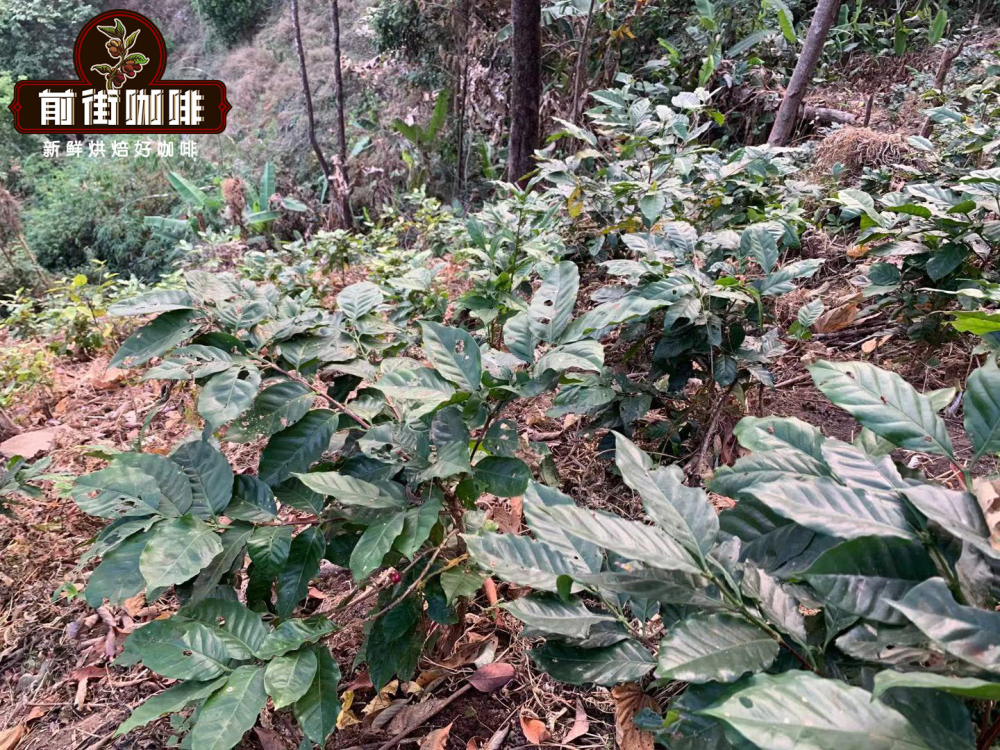 How to choose between Yunnan Typica and Catimor? Variety characteristics, Moka pot brewing, and flavor analysis