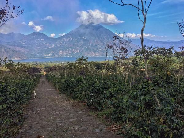 Costa Rica Musician Series: Beethoven Coffee Beans – Washed Process & Pour Over Parameters Guide