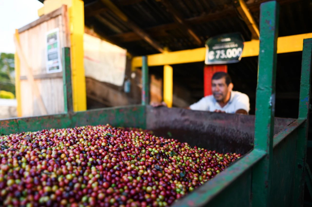 Costa Rica Musician Series: Beethoven Coffee Beans – Washed Process & Pour Over Parameters Guide