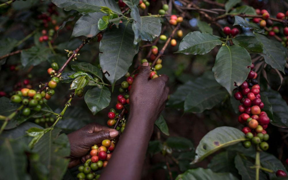 Complete Guide to Jamaican Blue Mountain Coffee: JABLUM Grades, Flavor Profile, CIB Certification, and Pour Over Parameters