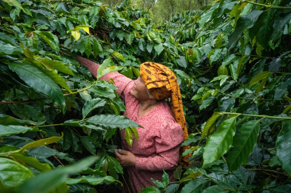 Flavor Profile of Yunnan Catimor Coffee Beans & Practical Brewing Guide for Three Methods