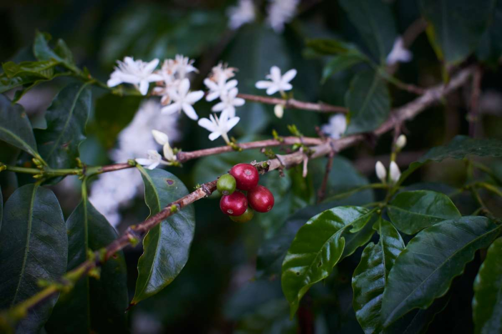 Flavor Profile of Yunnan Catimor Coffee Beans & Practical Brewing Guide for Three Methods