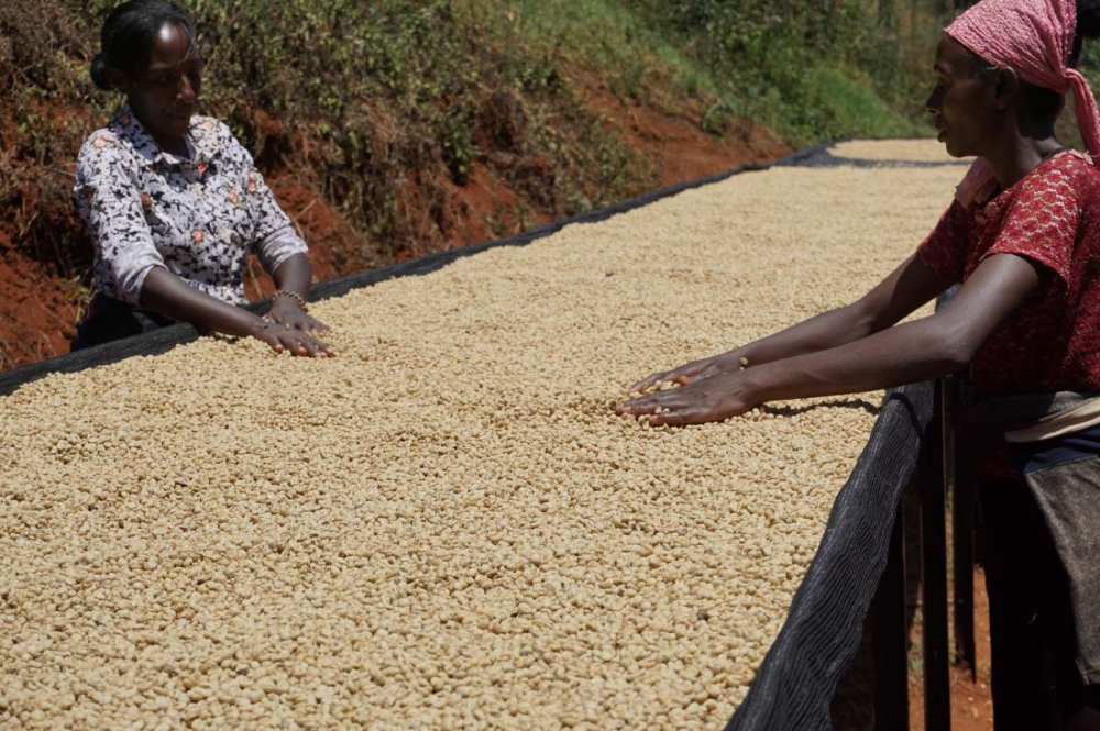 A Complete Guide to Kenyan Coffee Beans: From Regional Flavors to K72 Washed Process and Pour Over Parameters