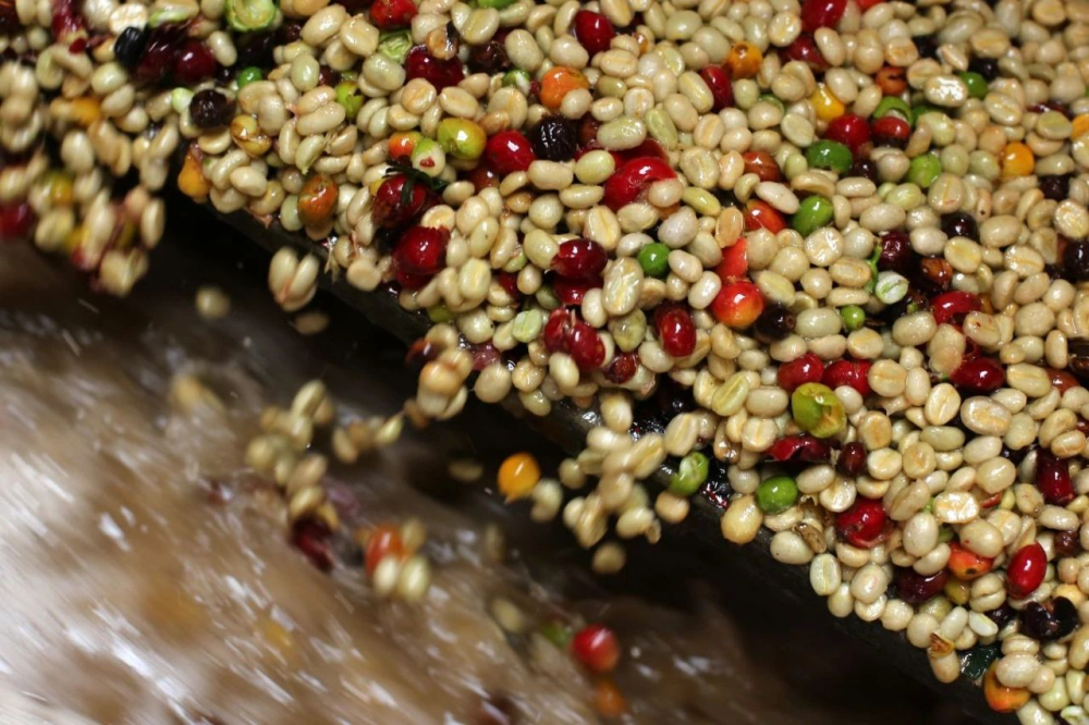 A Complete Guide to Washed Processing: Fermentation Principles, Step-by-Step Details, and Flavor Characteristics