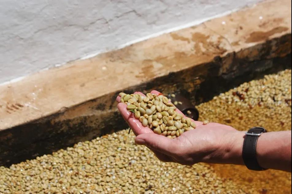 A Comprehensive Guide to the Washed Process: Flavor Characteristics and Processing Steps of Washed Process Coffee Beans