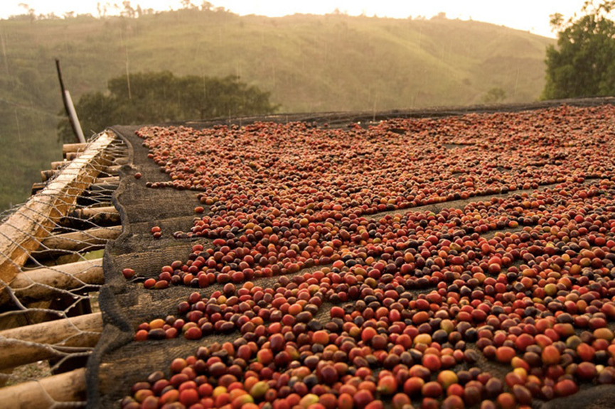 A Comprehensive Guide to Natural Coffee Processing: From Traditional to Modern Methods, Mastering Flavor and Pour Over Techniques