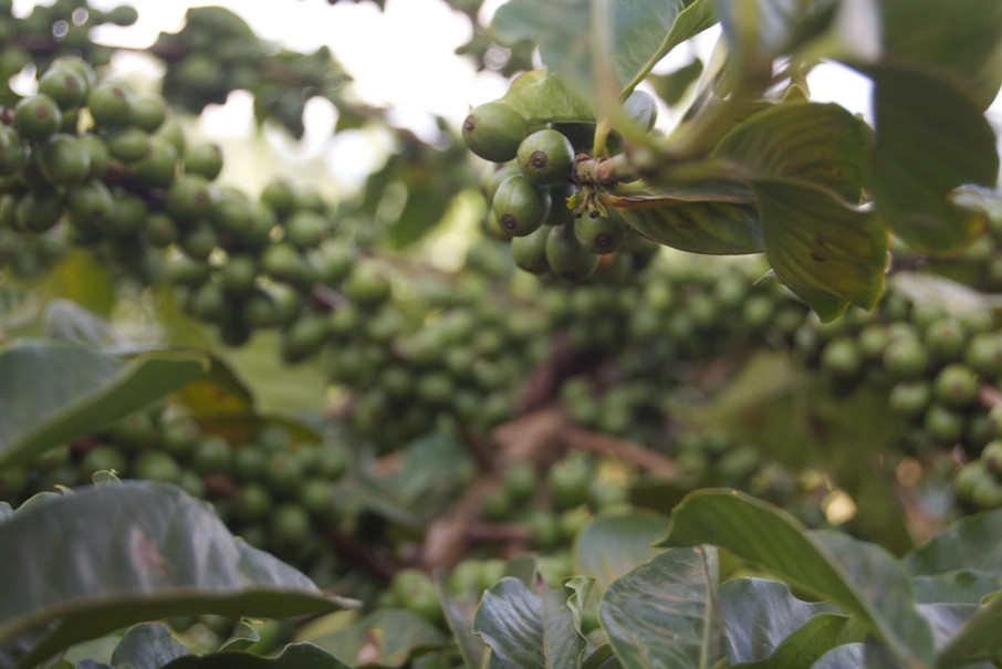 How to Brew Kenyan Coffee? A Complete Guide to Pour Over and Cold Brew with Its Sweet-Tart Berry Profile