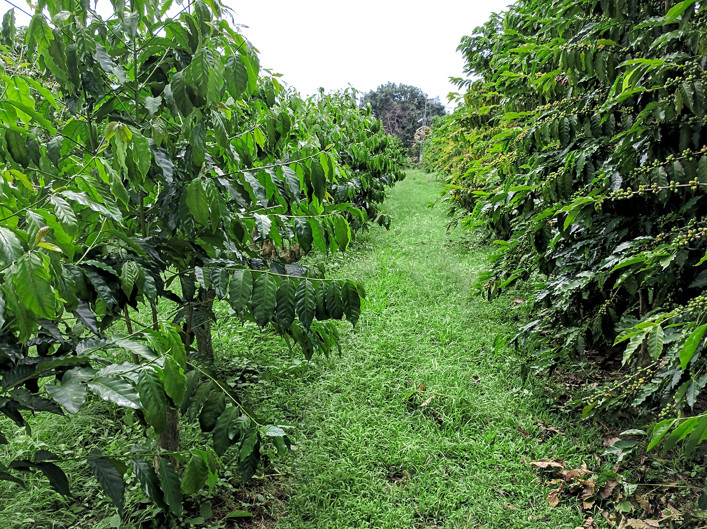 A Complete Guide to the Brazilian Cerrado Coffee Region: From Flavor Profiles to Pour Over Parameters