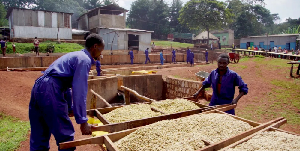 Kenya Coffee Pour Over Guide: SL28/SL34 Varieties, K72 Processing Method & Optimal Extraction Parameters