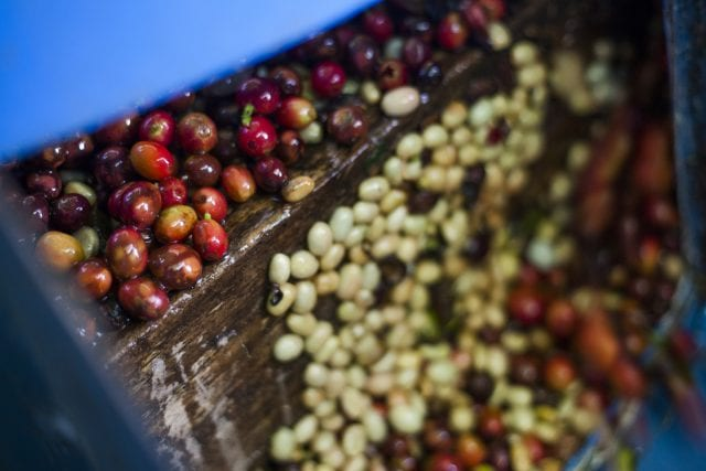 Complete Guide to Kenyan Coffee Beans: Flavor Profile, Growing Regions, Processing Methods, and Pour Over Parameters