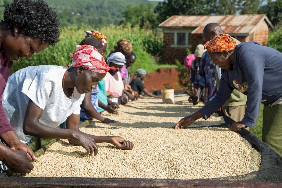 How to Choose Kenyan AA Coffee Beans? Complete Guide to the Sidama Region + K72 Washed Process + SL28/34 Varieties