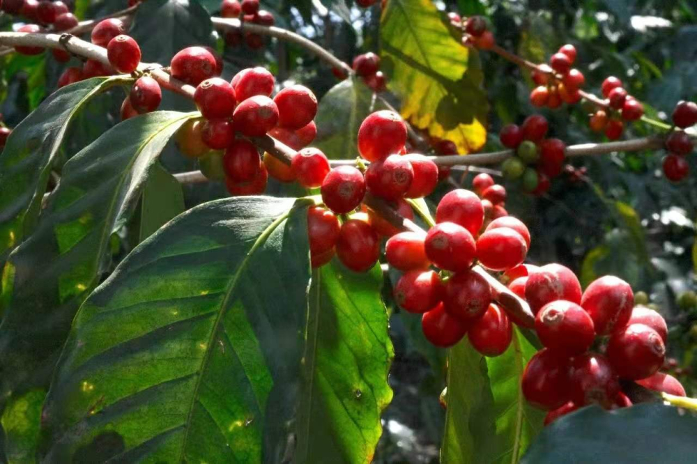 Complete Guide to Honduran Coffee Regions: Flavors of Barrel-Fermented Beans, Six Major Regions & Pour Over Parameters