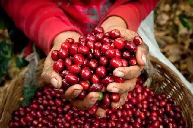 Yunnan Small-Bean Coffee Tasting Guide: A Comprehensive Analysis of Regional Characteristics, Processing Methods, and Pour Over Parameters
