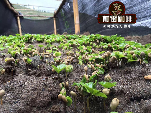 Yunnan Small-Bean Coffee Tasting Guide: A Comprehensive Analysis of Regional Characteristics, Processing Methods, and Pour Over Parameters