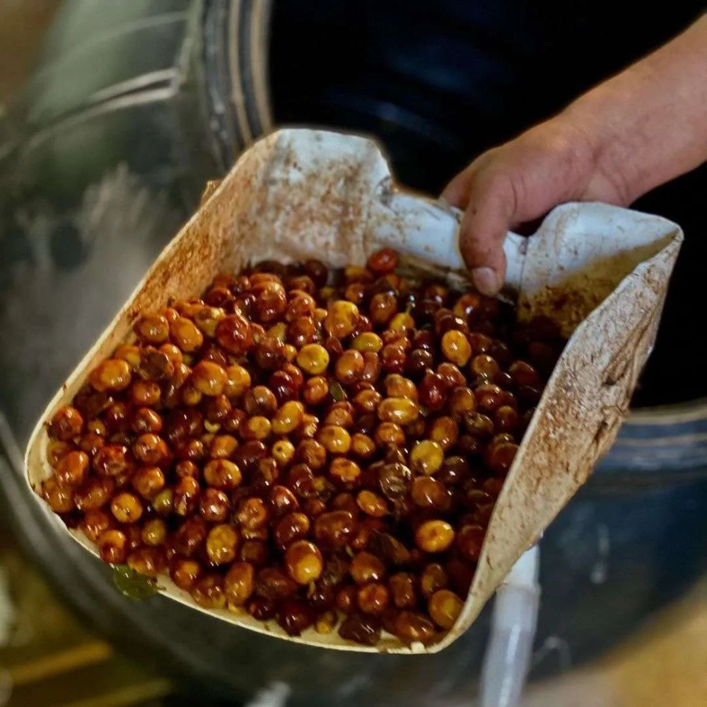 A Comprehensive Guide to the Three Major Coffee Processing Methods and Emerging Techniques: Flavor Profiles & Processing Essentials