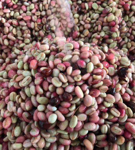 Colombian Rose Valley Double Anaerobic Washed Beans: A Complete Guide to Flavor Profile and Pour Over Parameters