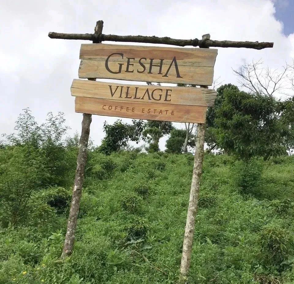 Analysis of Ethiopian Gesha Village Gold Label Gesha Beans: Pour Over Guide for Gori Gesha and 1931 Variety
