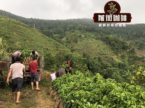 Analysis and Flavor Potential of Yunnan Small-Bean Coffee Varieties: How to Choose Between Typica and Catimor?