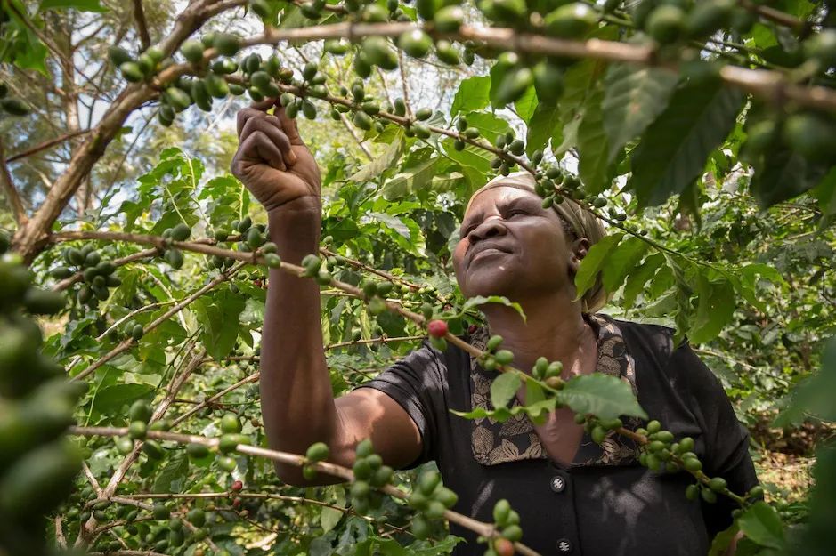 A Complete Guide to Kenya AA Coffee: From Terroir to K72 Processing Method and Pour Over Brewing Tips