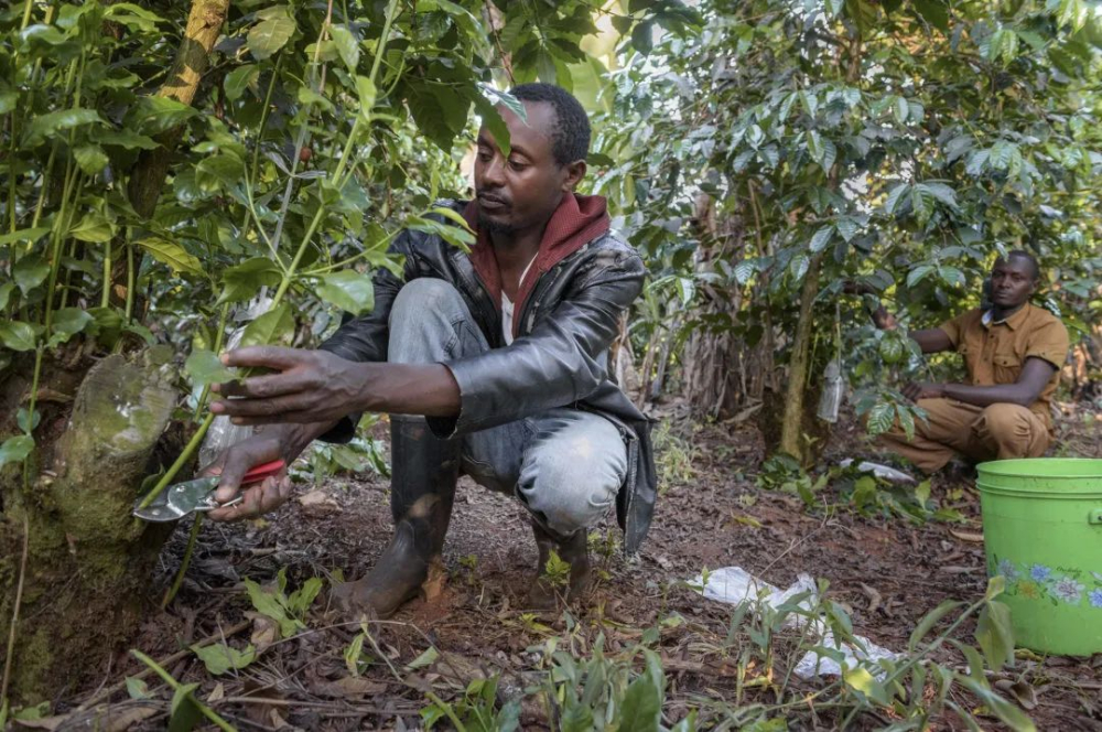 How to Brew Kenyan AA Washed Coffee Beans? A Complete Guide to K72 Processing and Pour Over Parameters
