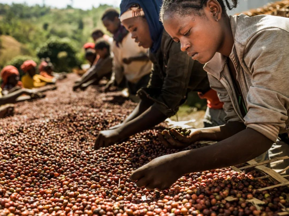 How to choose between Sidamo Huakui and Alsie coffee beans? Pour over parameters and flavor analysis