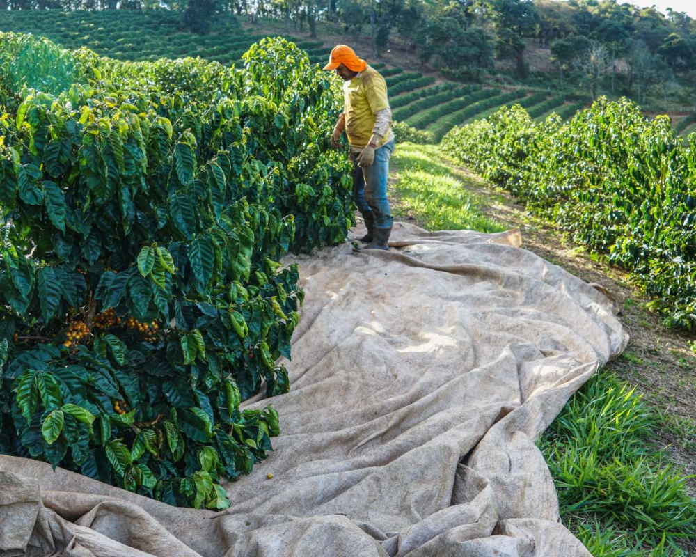 In-depth Analysis of Brazilian Yellow Bourbon Coffee: Variety Origins, Flavor Characteristics, and Roasting Recommendations