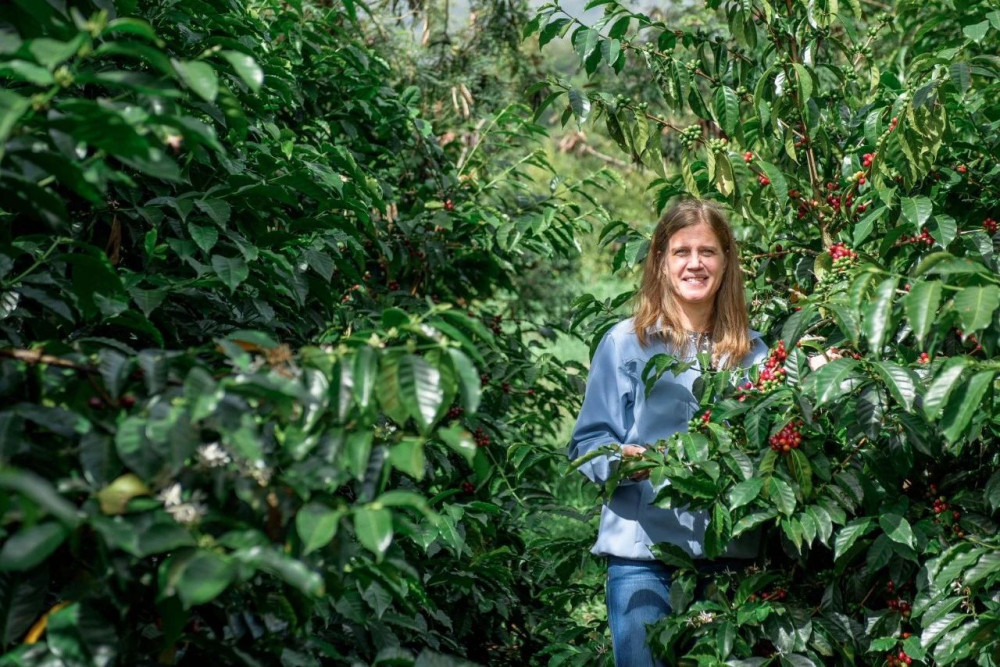 A Complete Guide to Panama Geisha Esmeralda: Differences Between Red, Green, and Blue Label Beans and Brewing Techniques