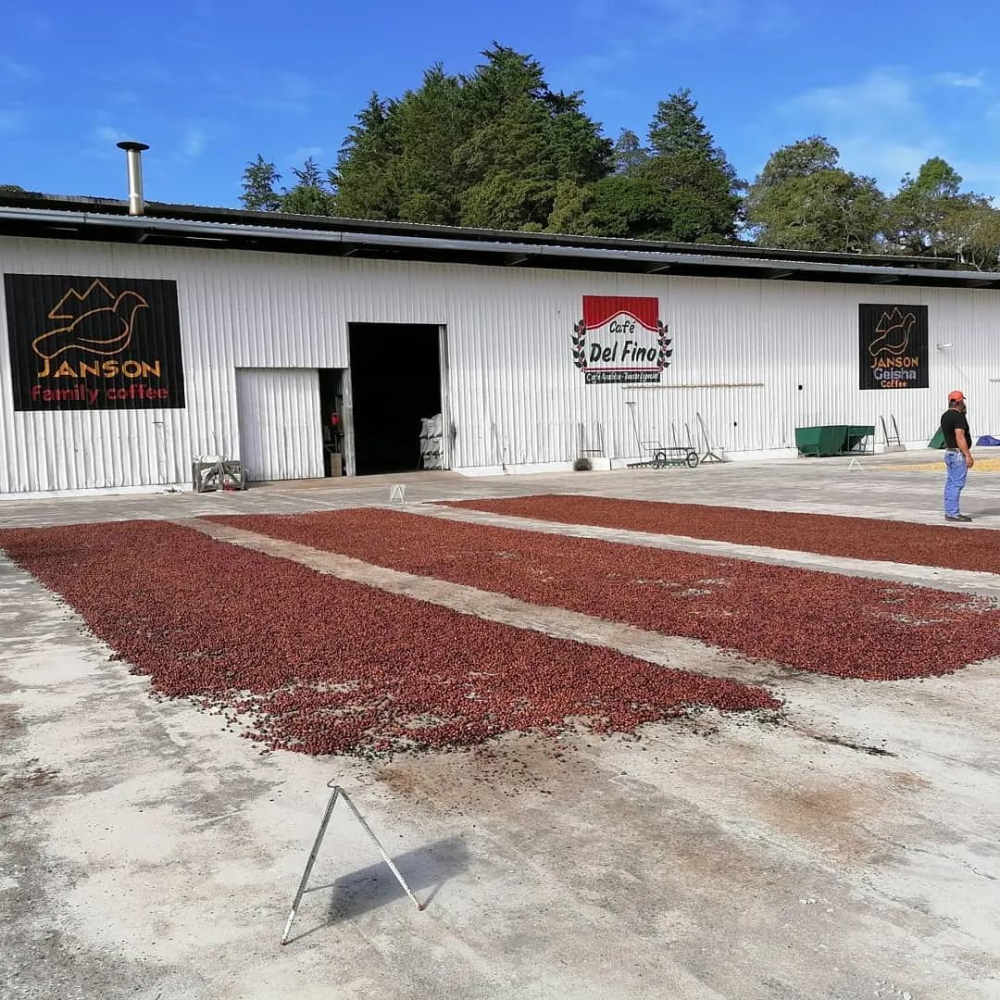 A Complete Guide to Panama Geisha Esmeralda: Differences Between Red, Green, and Blue Label Beans and Brewing Techniques
