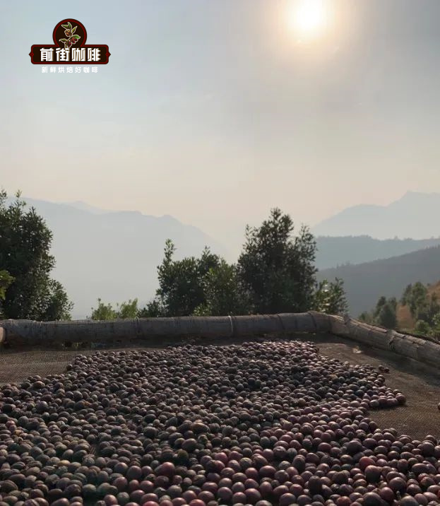 Complete Guide to Yunnan Coffee Regions and Varieties: Flavor Analysis and Pour Over Techniques