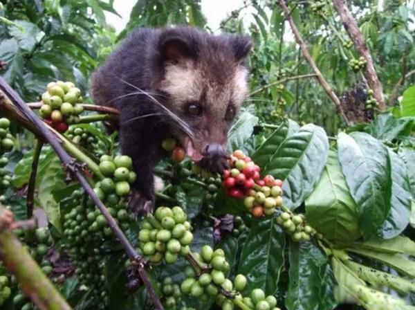 Indonesian Civet Coffee: A Complete Analysis of Its Flavor Secrets, Origins, and Controversies Over Farming Practices